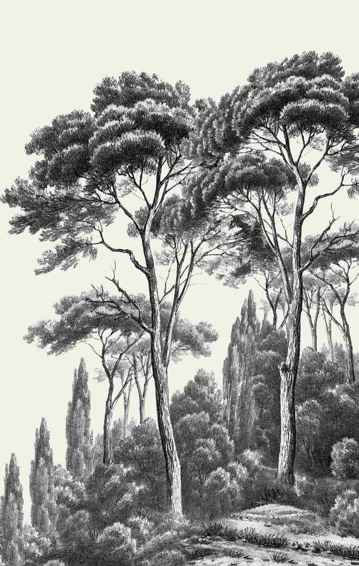 Фотошпалери сосни з Італії в чорно-білих тонах