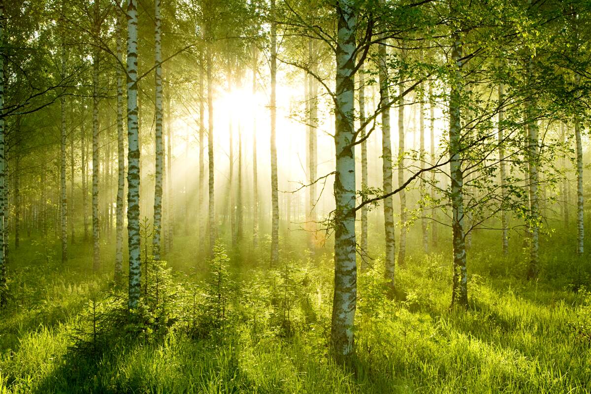 Фотошпалери Світанок у березовому лісі