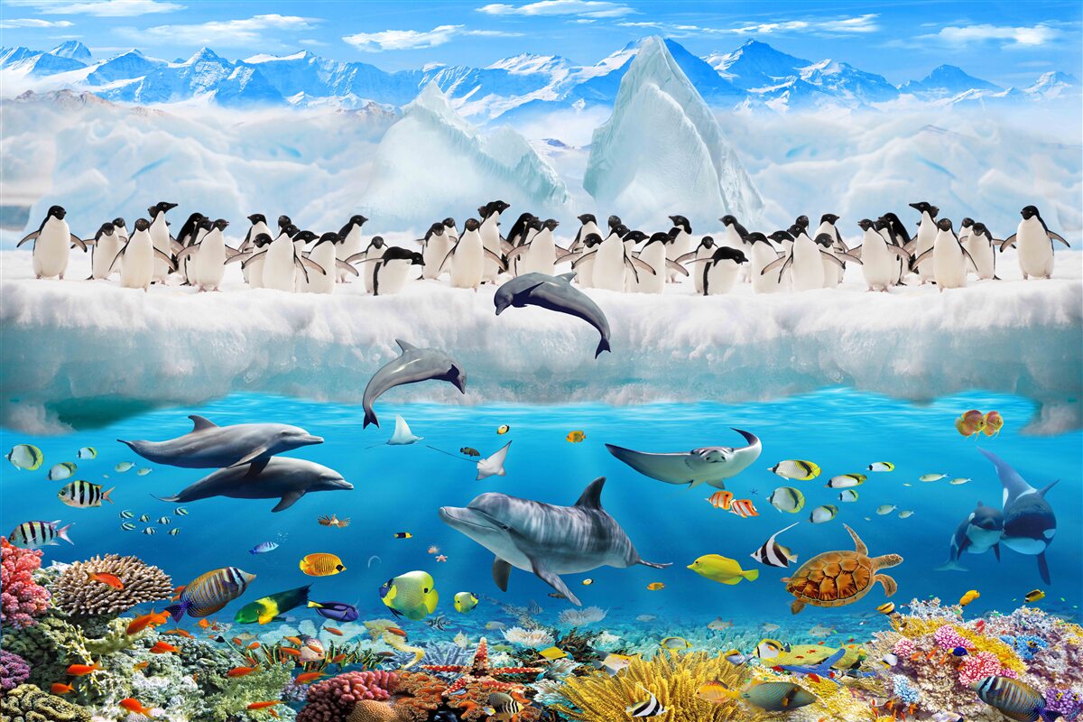 Фотошпалери дельфіни та пінгвіни живуть у коралових рифах