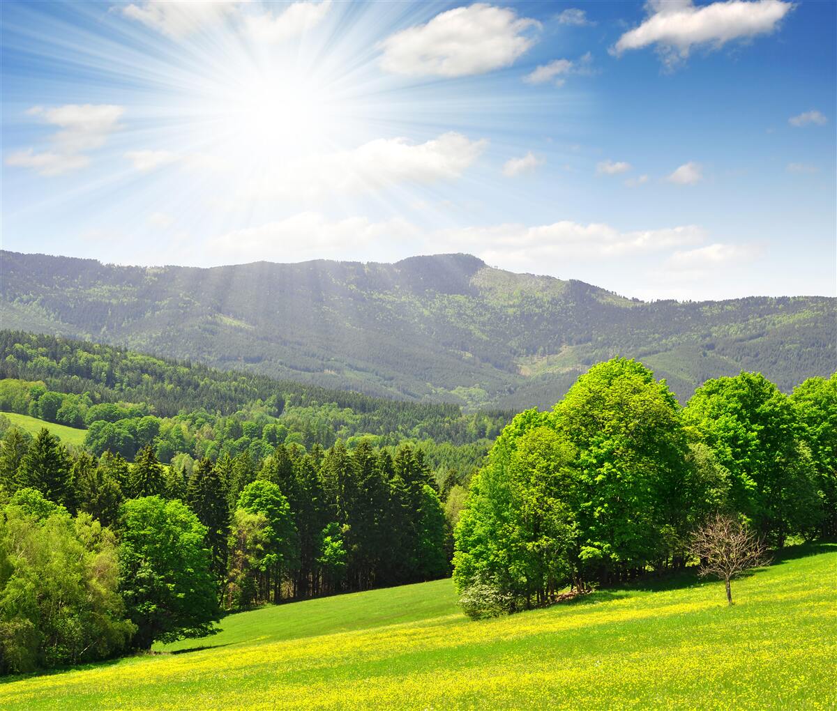 Фотошпалери сонце в найвищій точці над зеленим лугом