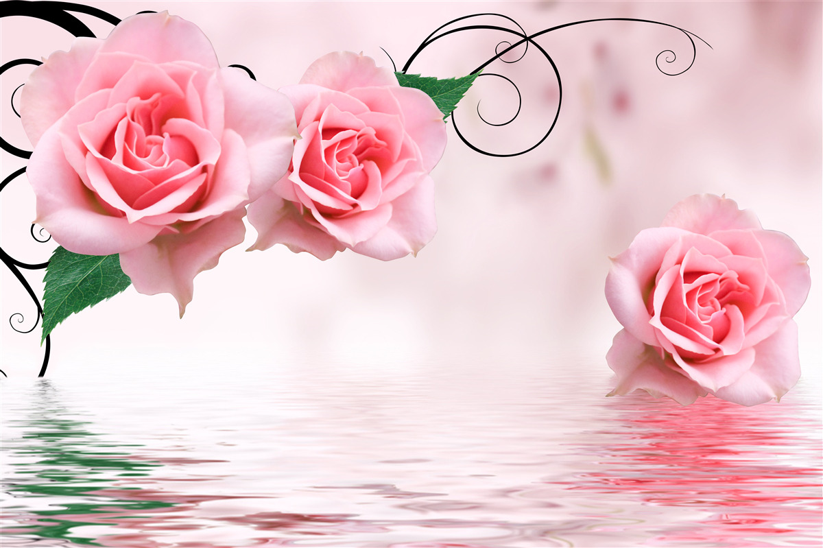 Фотошпалери відображення рожевої троянди у воді
