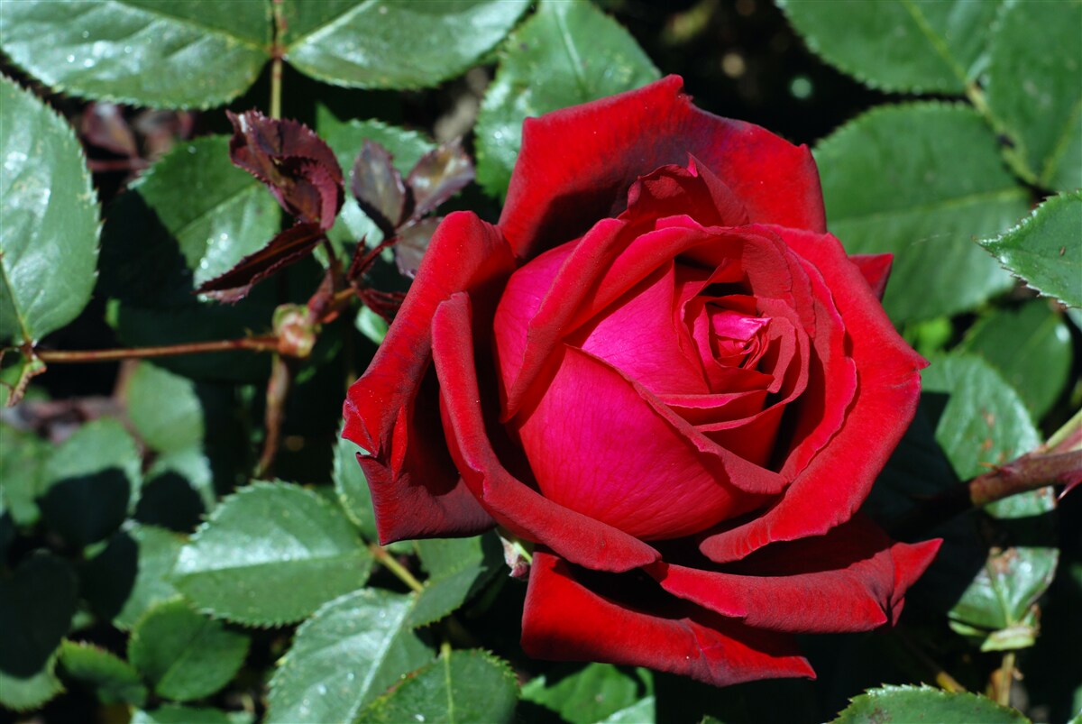 Фотошпалери в саду зацвіла червона троянда