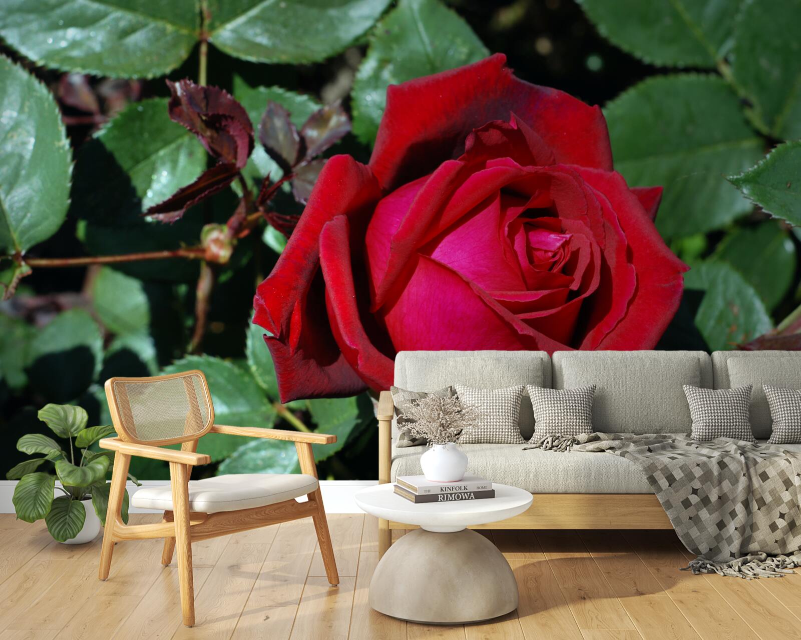 Фотошпалери в саду зацвіла червона троянда