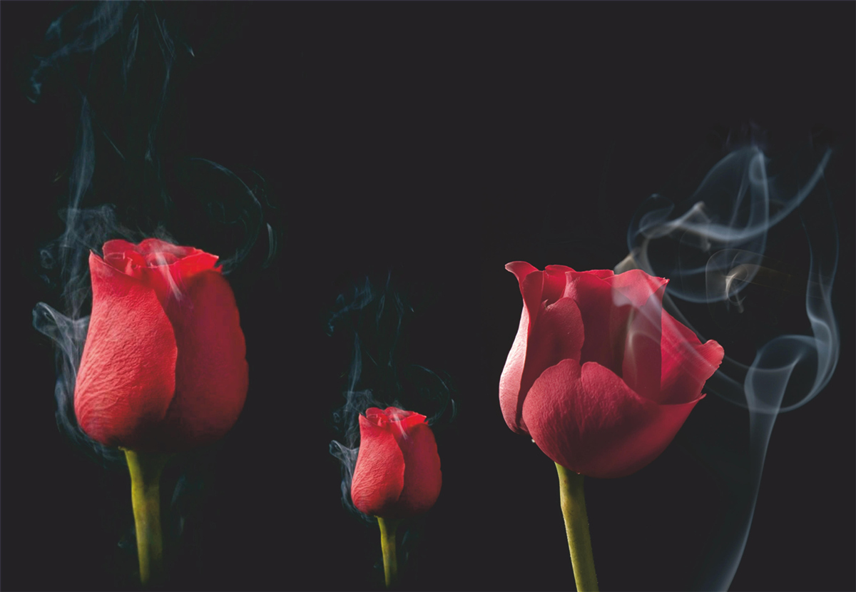 Фотошпалери червона троянда розквітає в диму