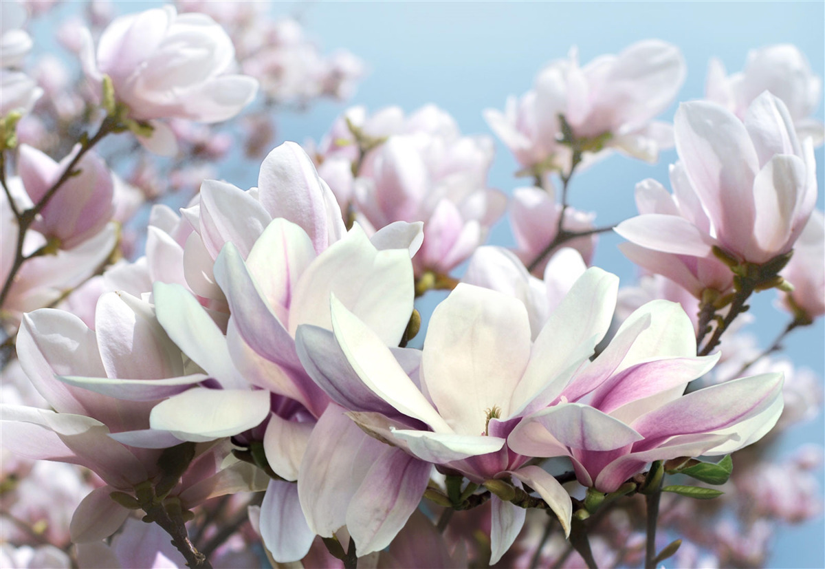 Фотошпалери магнолія, оповита квітами