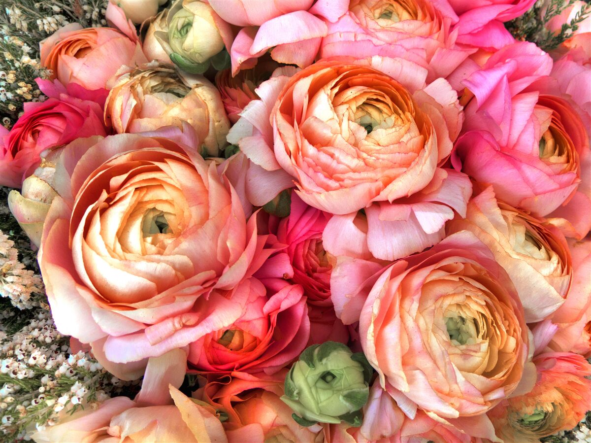 Фотошпалери насичено забарвлені півонії