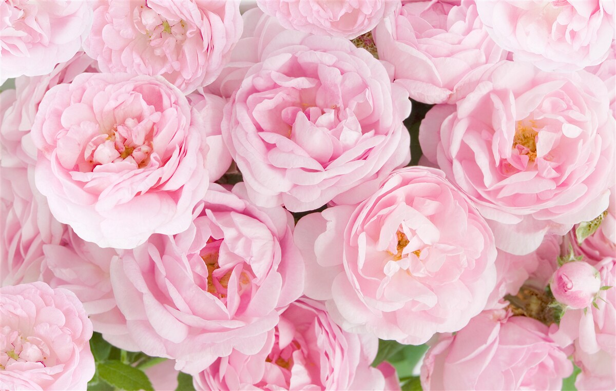 Фотошпалери рожеві троянди, зібрані в букет чайного кольору