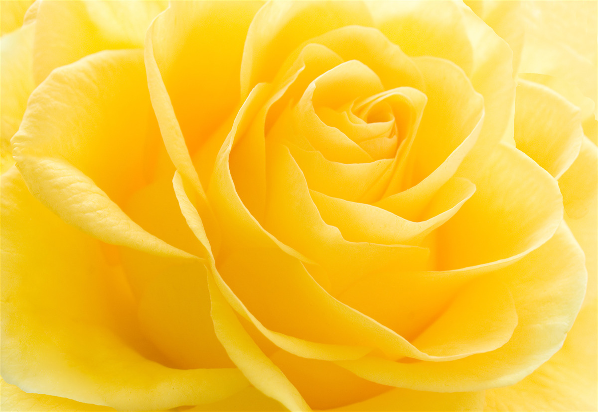 Фотошпалери макрофотографія жовто-рожевої квітки