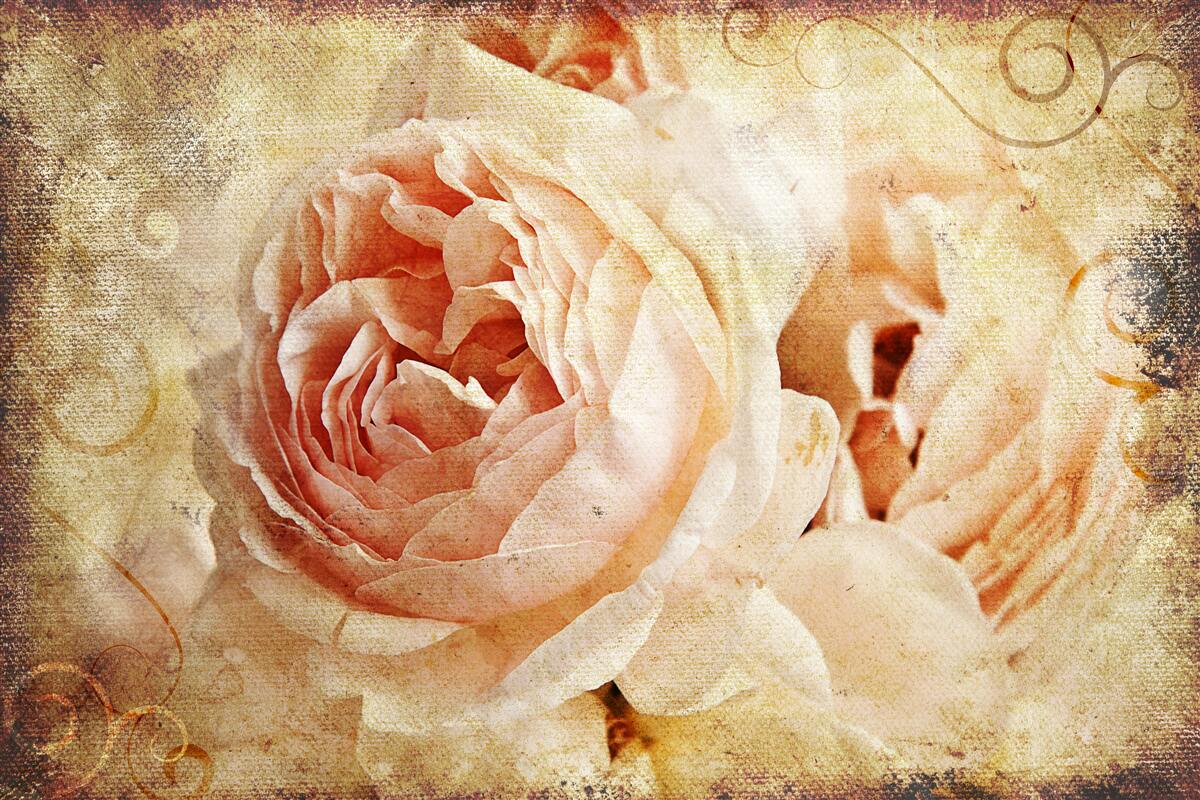 Фотошпалери вінтажні троянди