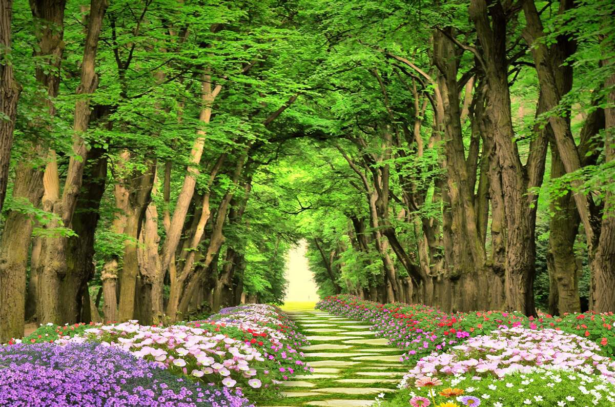 Фотошпалери зручна стежка через зелений чагарниковий ліс