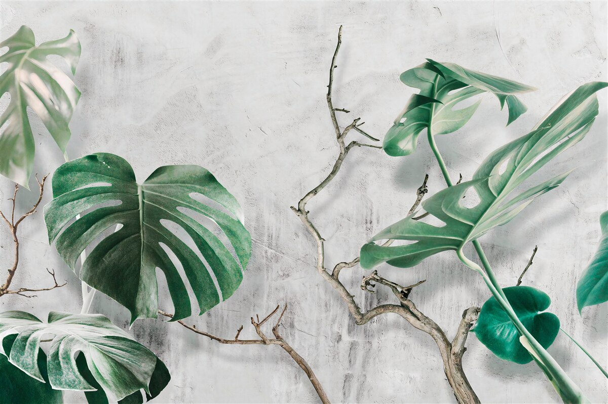 Фотошпалери тропічні монстри із зеленими гілками