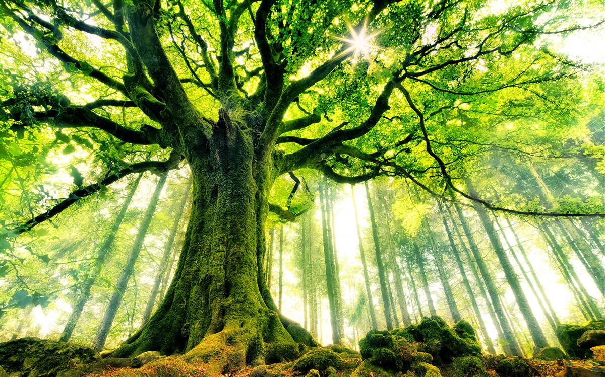 Фотошпалери величне дерево буття зустрічає схід сонця