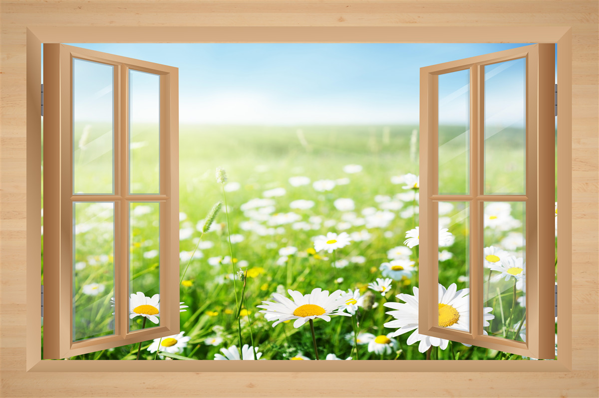 Фотошпалери вид на ромашкове поле з вікна