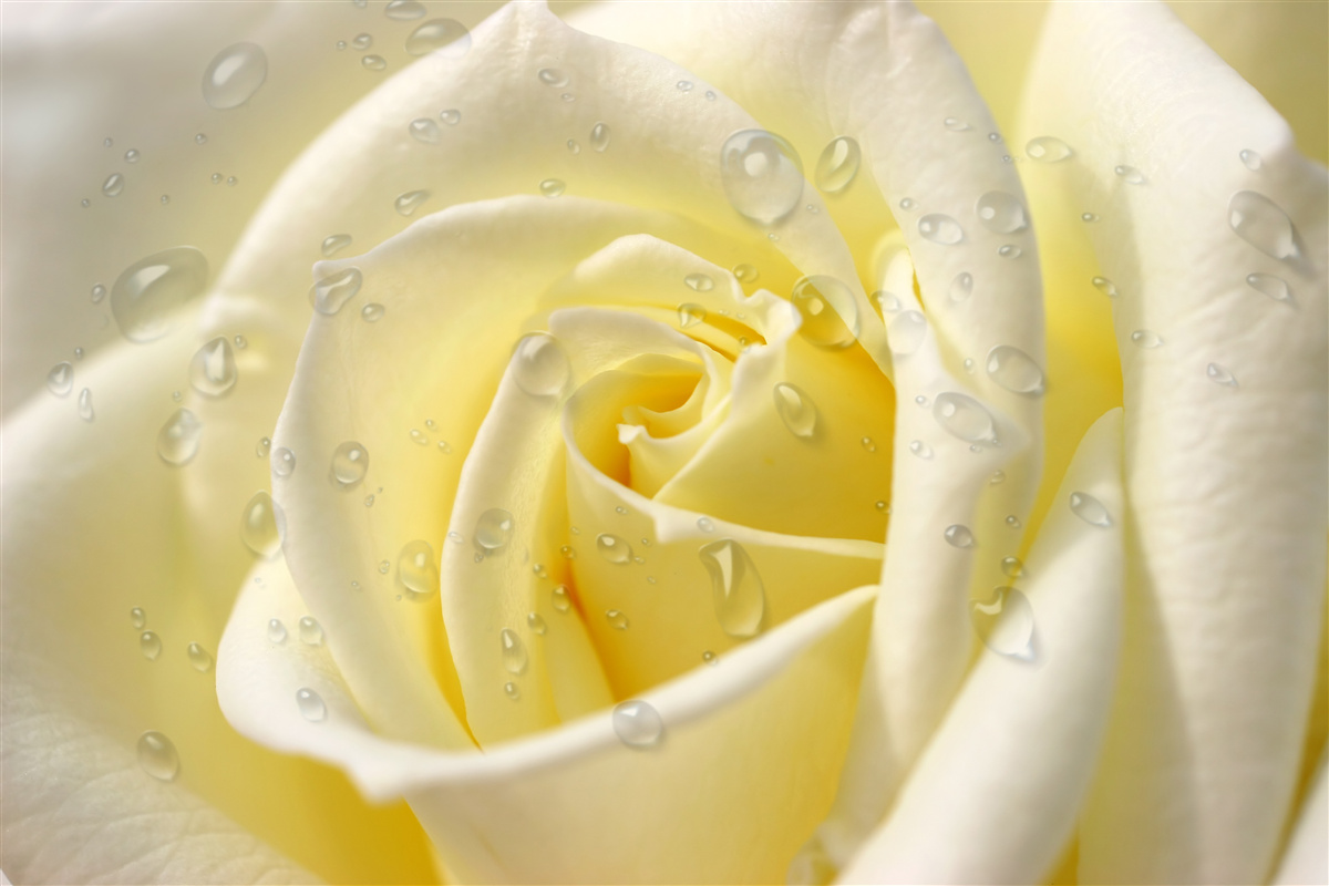 Фотошпалери краплі дощу на жовтій троянді
