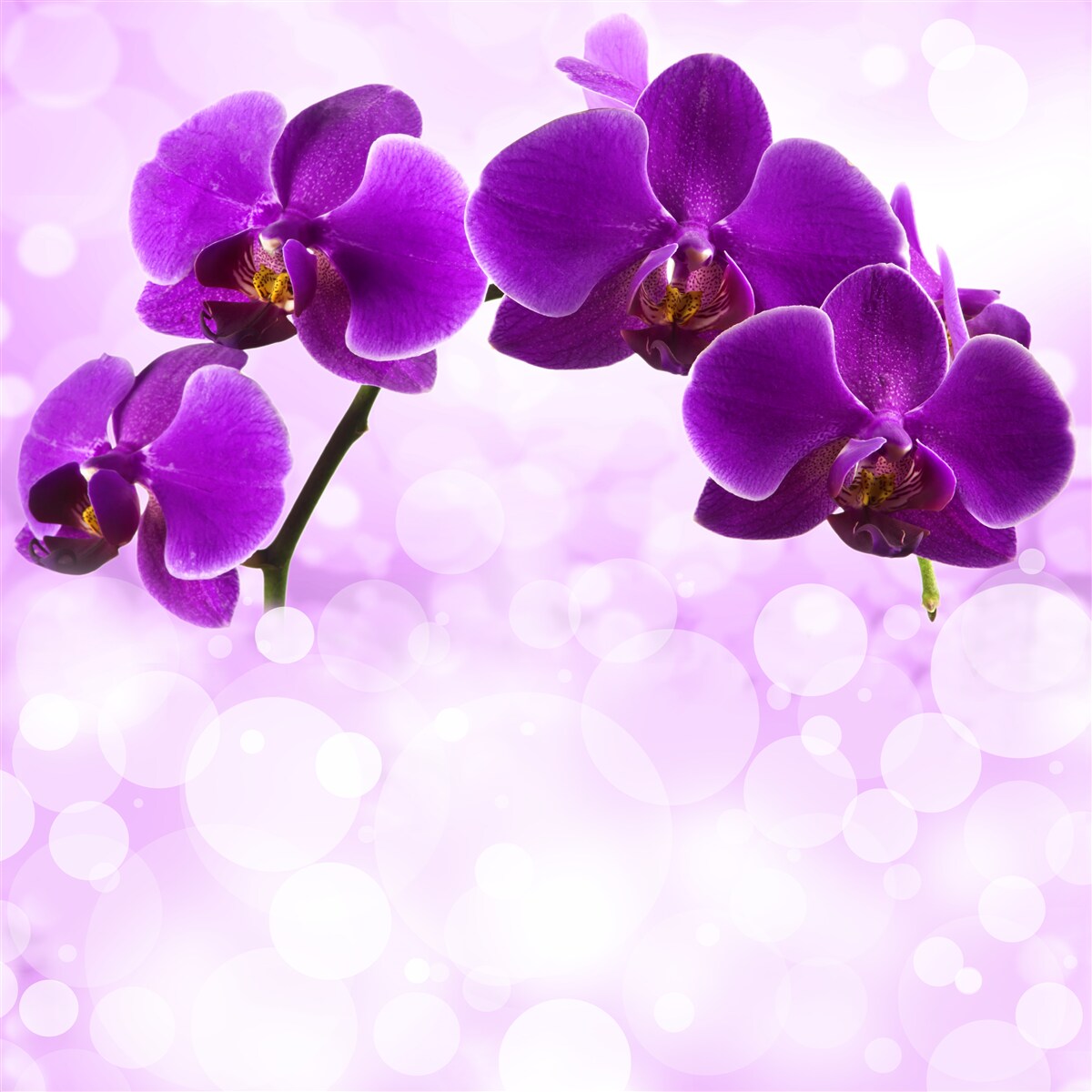 Фотошпалери орхідеї з темно-фіолетовими квітами