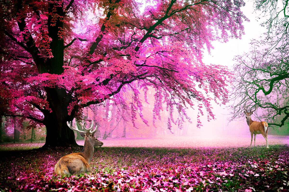 Фотошпалери рожева сакура літає навколо