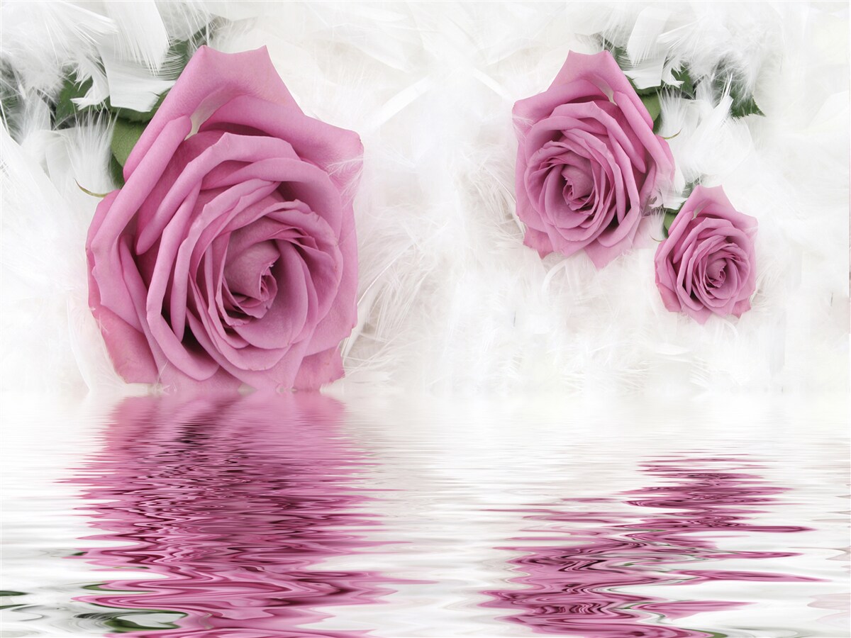Фотошпалери бузкові троянди в рідкій стихії