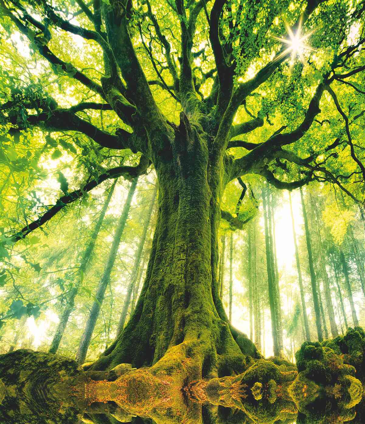 Фотошпалери дерево життя в ранковому лісі