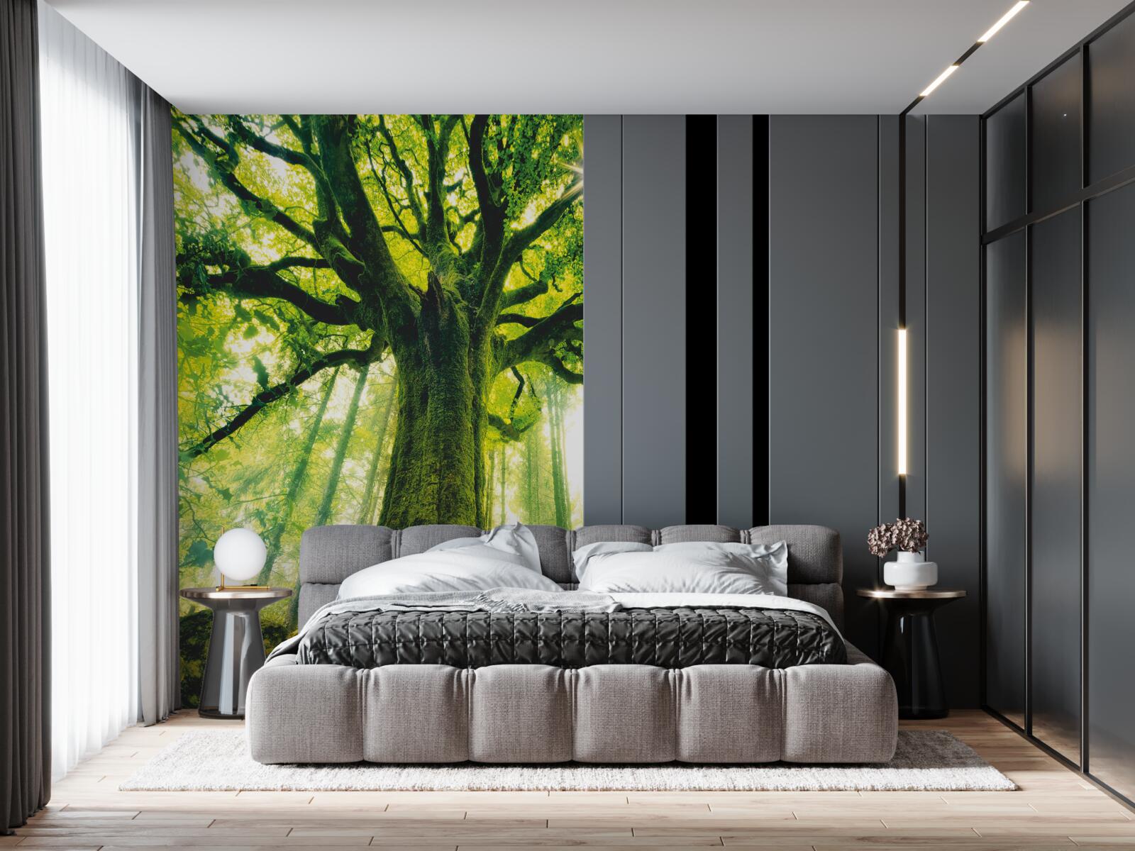 Фотошпалери дерево життя в ранковому лісі