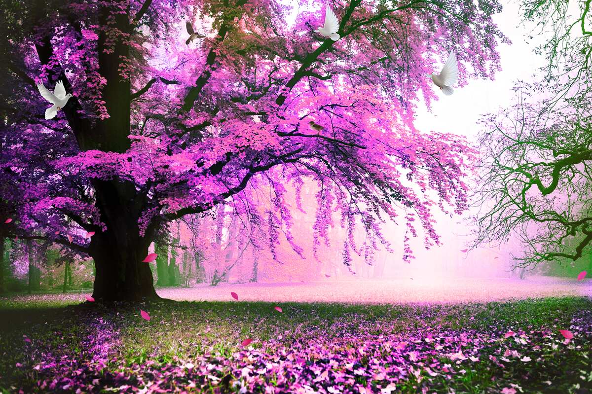Фотошпалери заворожуючі відтінки вишневого цвіту