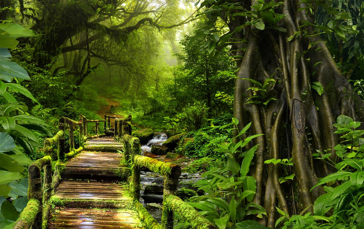 Фотошпалери в азіатських джунглях є водоспад