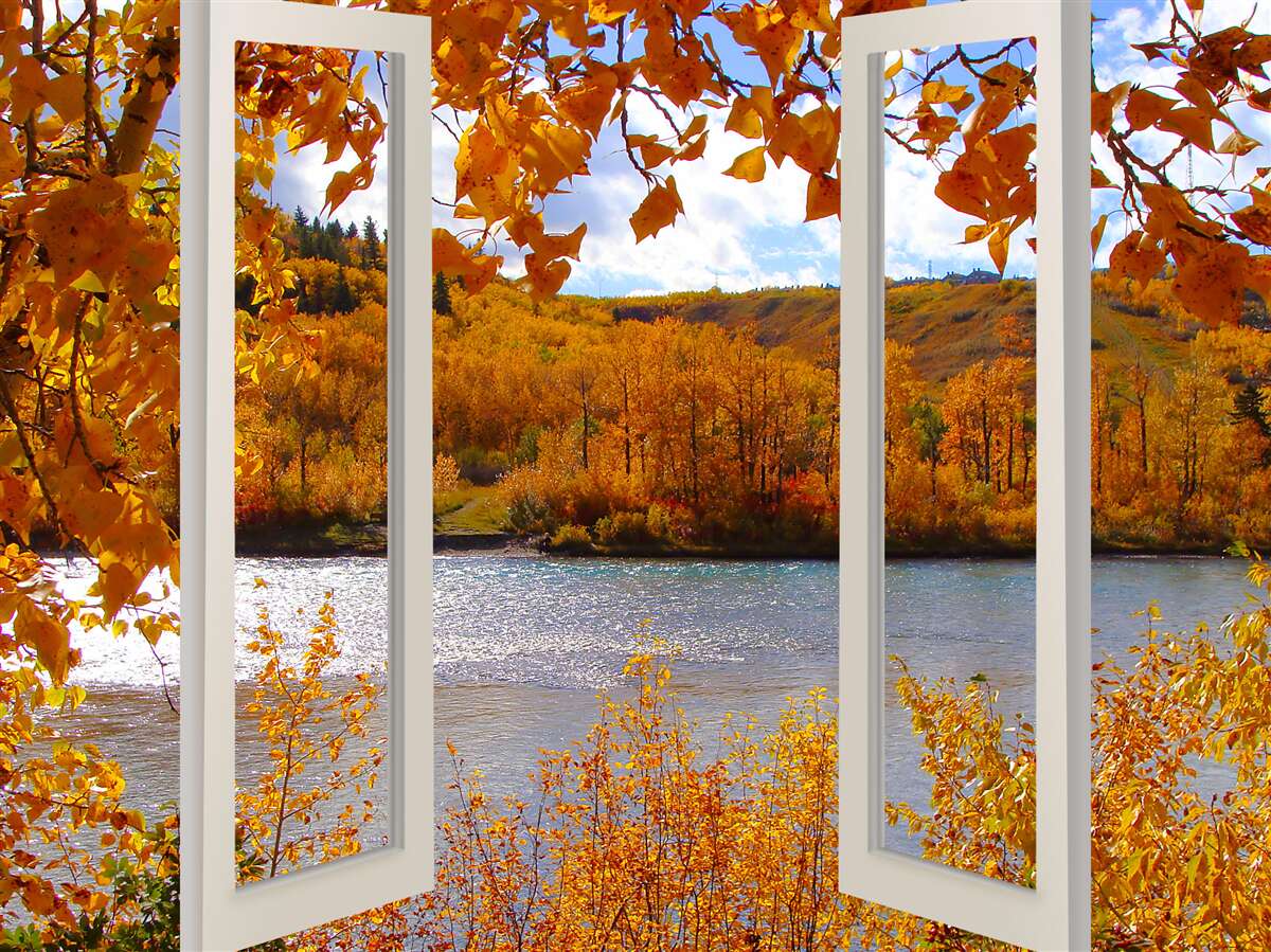 Фотошпалери вид на осінній ліс з вікна