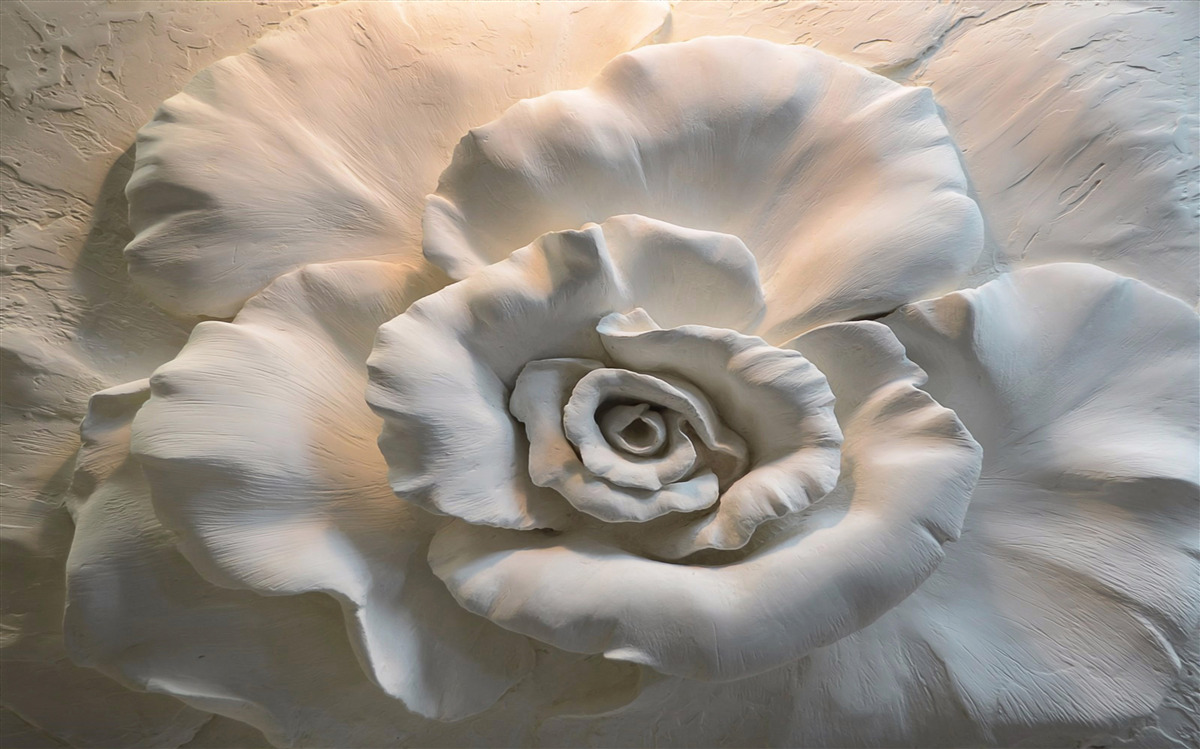 Фотошпалери великий план величезної білої троянди