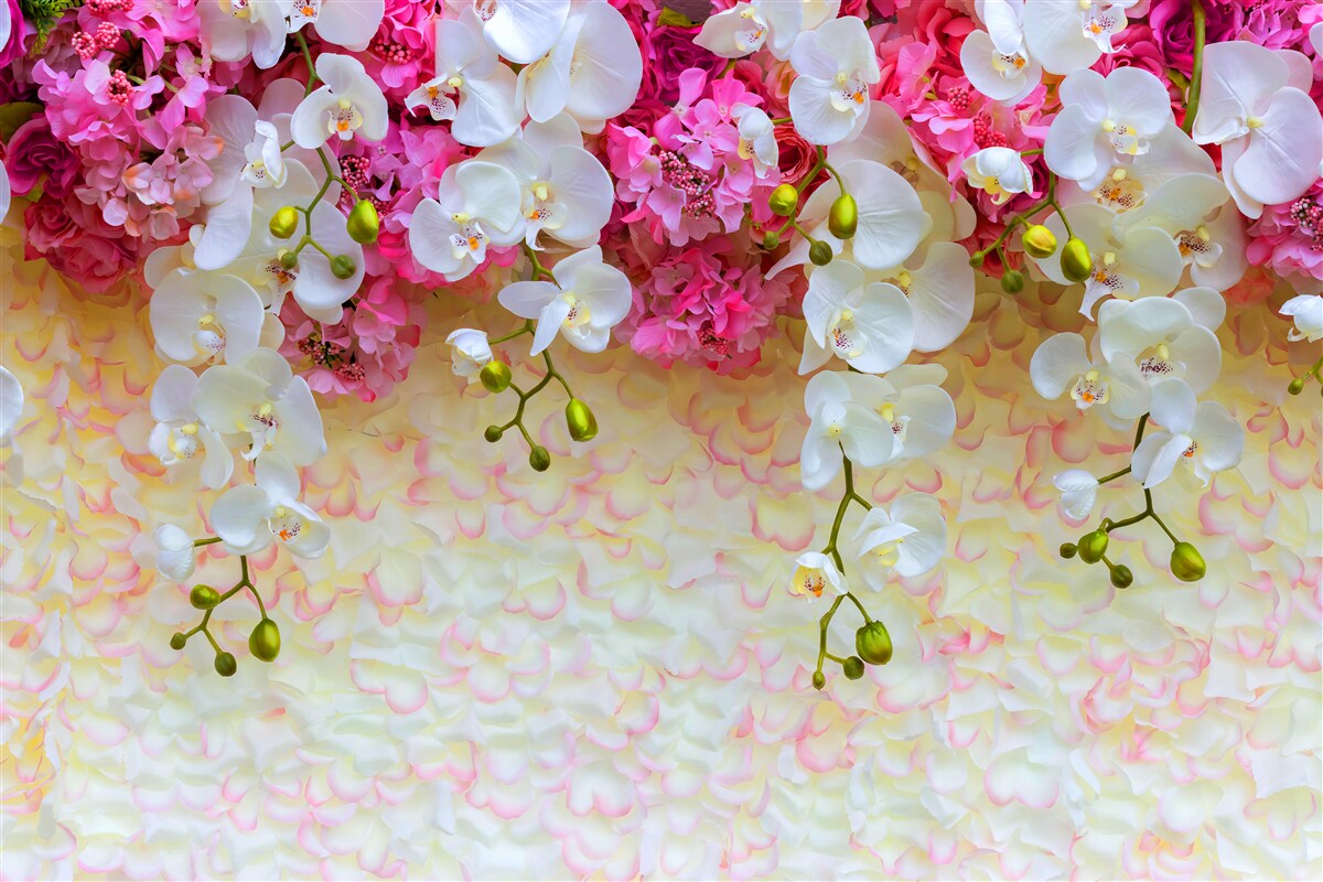 Фотошпалери Орхідеї білі з рожевими відтінками, звисають