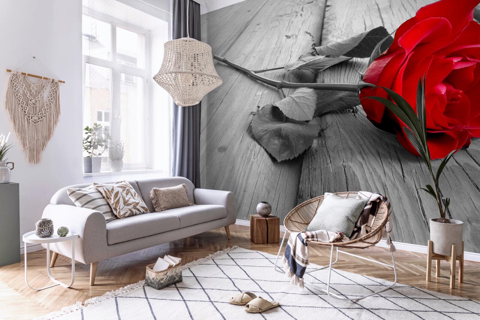 Фотошпалери на сірому тлі розквітла червона троянда