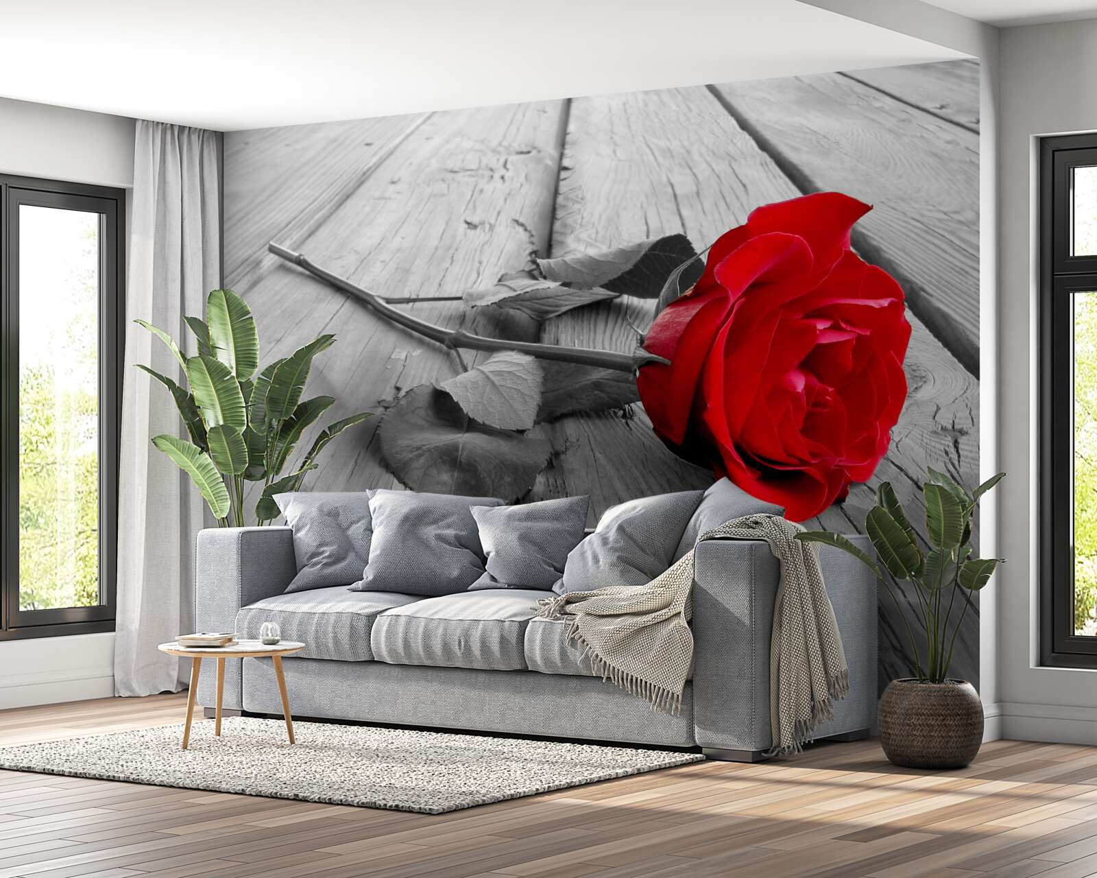 Фотошпалери на сірому тлі розквітла червона троянда