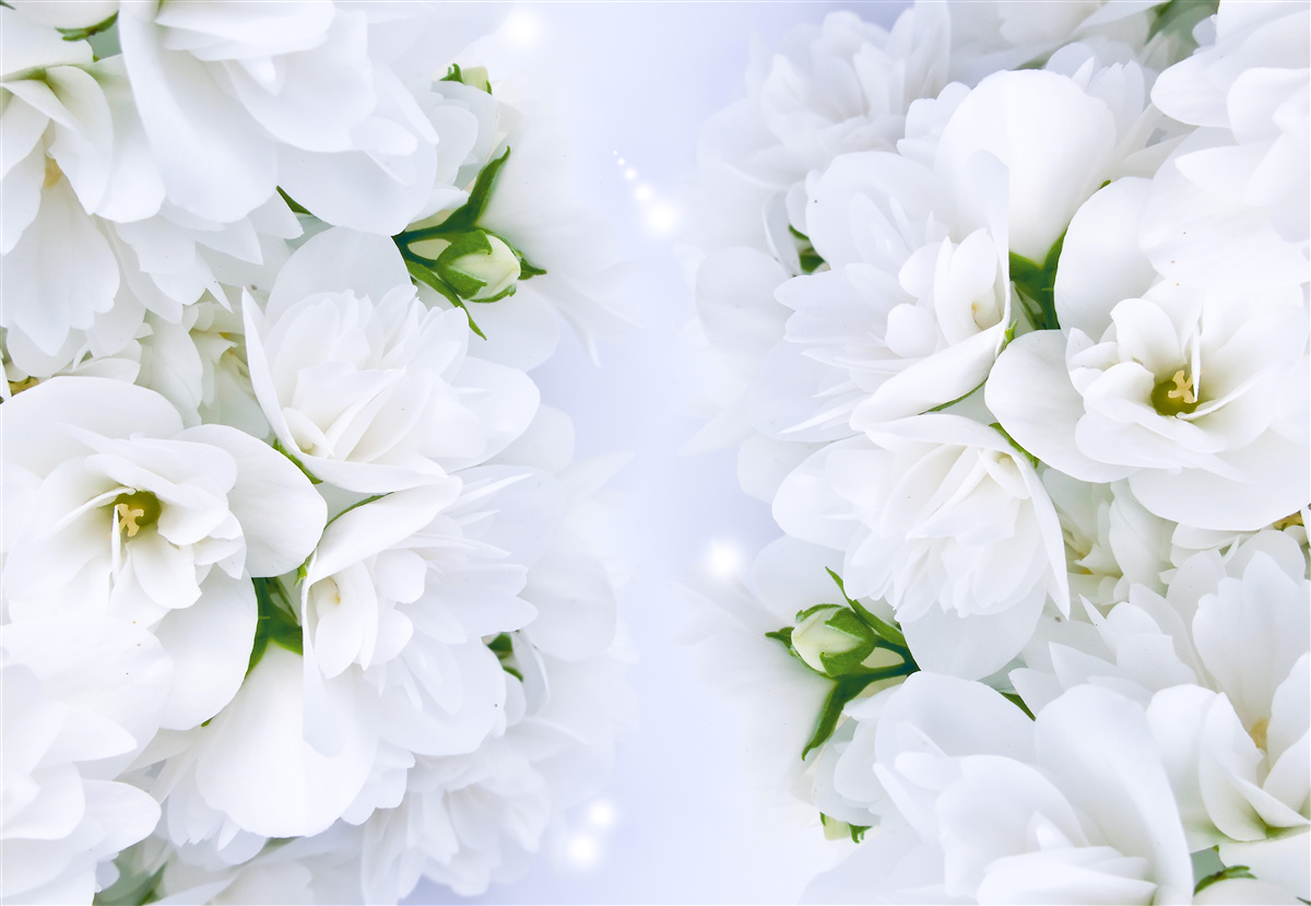 Фотошпалери квіти великі та білі