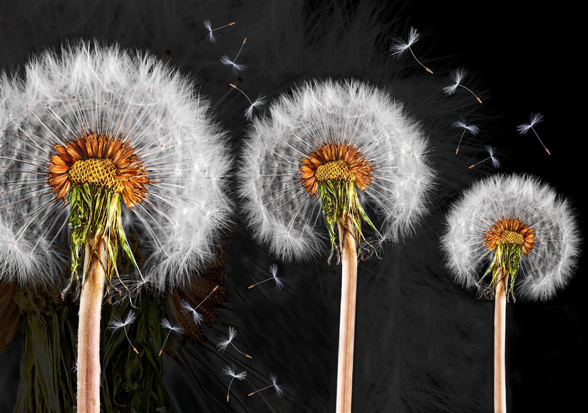 Фотошпалери зів'ялі великі косулі