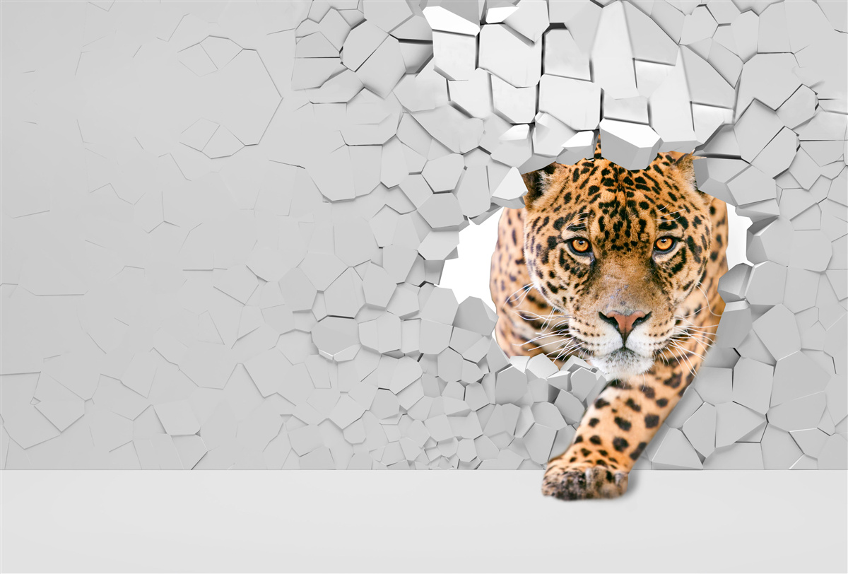 Фотошпалери леопард проривається крізь кам'яний бар'єр