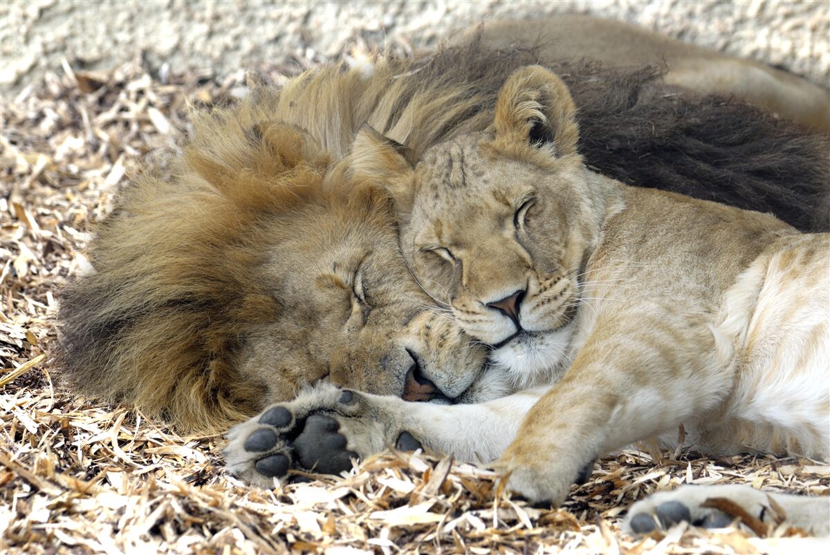 Фотошпалери лев і левиця укладають шлюб, саят