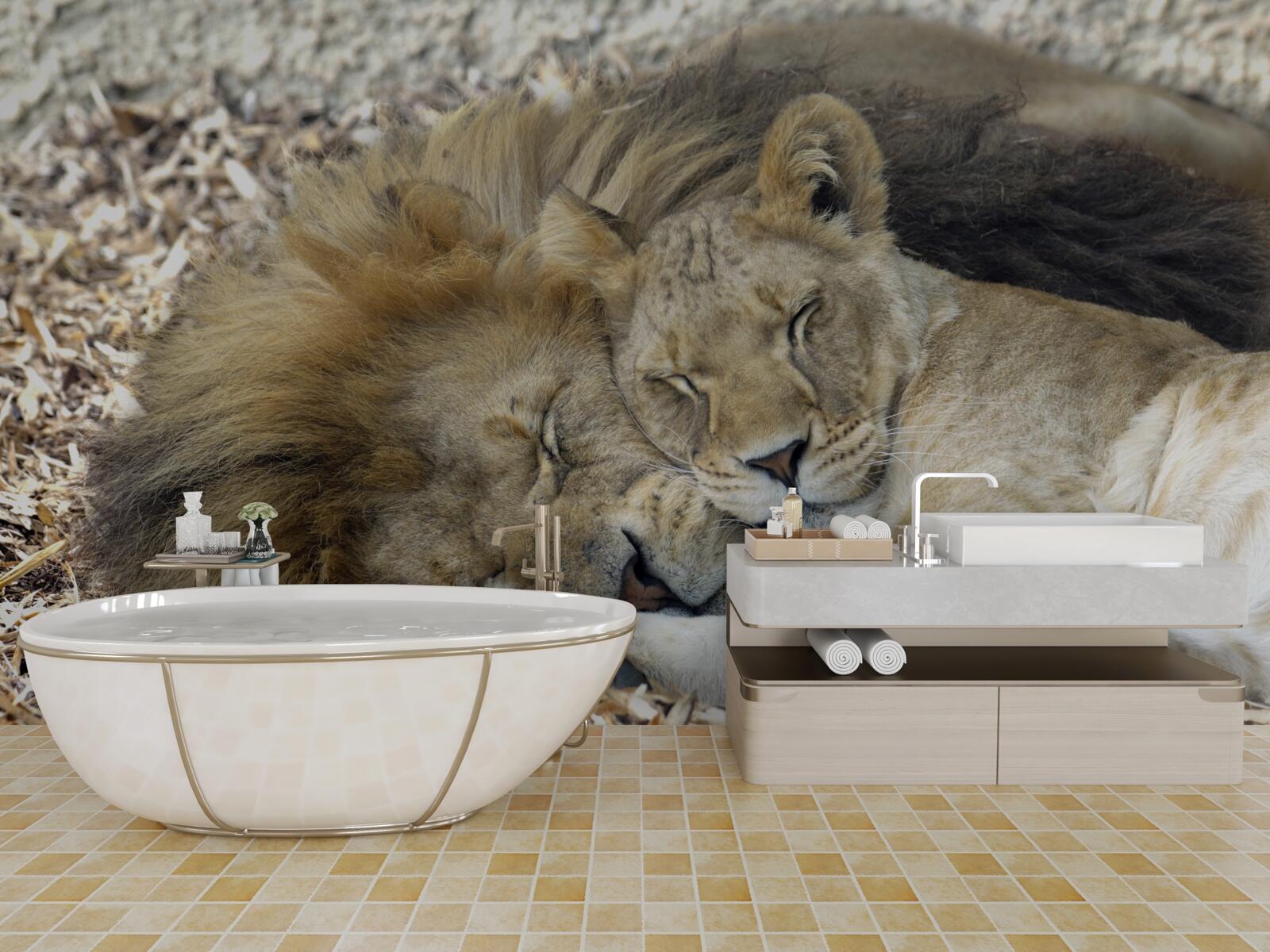 Фотошпалери лев і левиця укладають шлюб, саят