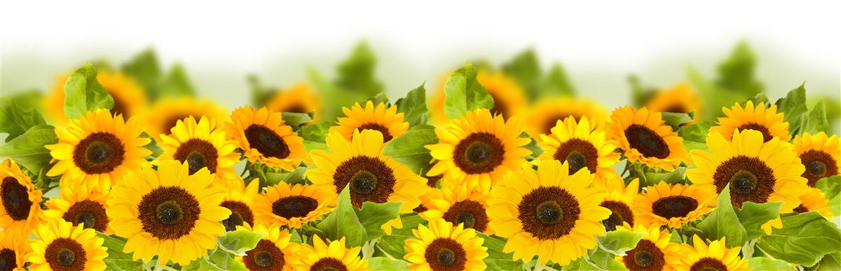 Фотошпалери велика кількість золотистих соняшників