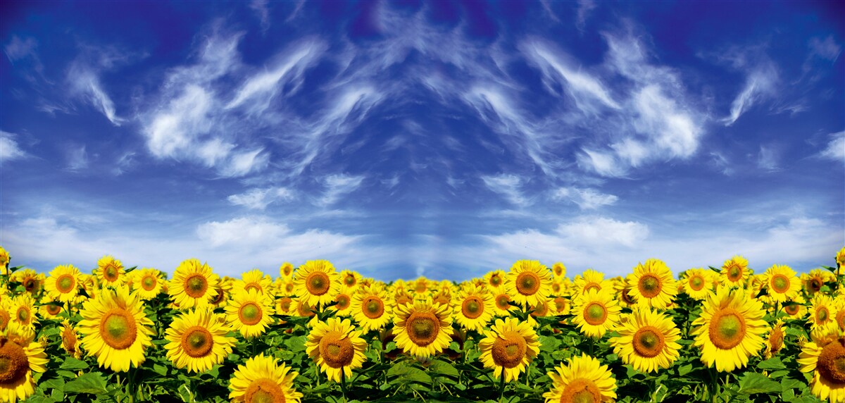 Фотошпалери блакитне небо над полем соняшників