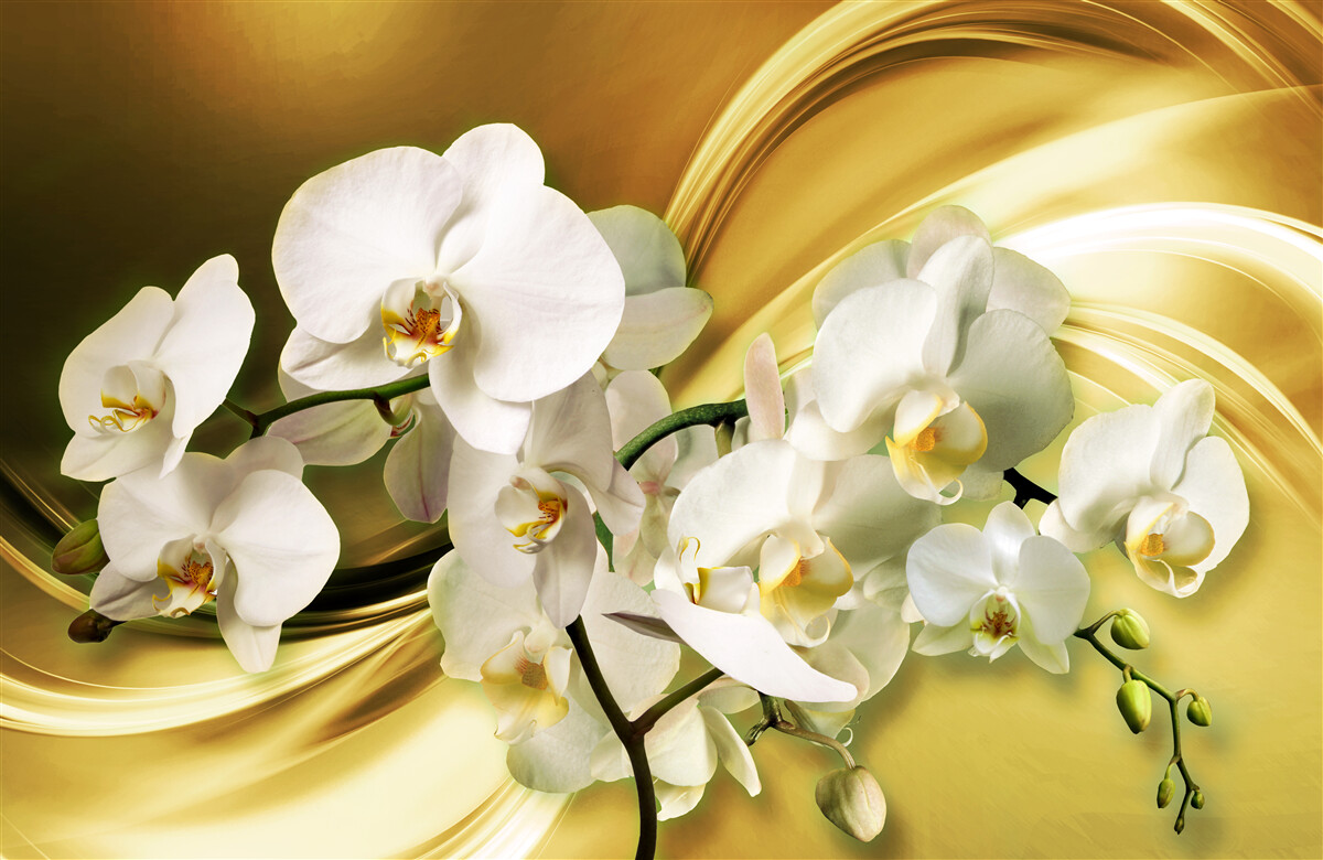 Фотошпалери Білосніжні орхідеї, розкішно розкриті на коричневій шовковій тканині
