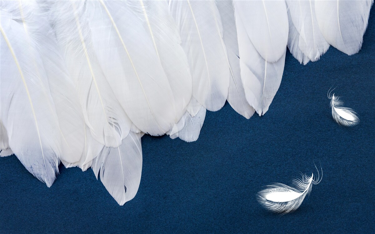 Фотошпалери легкий м'який пух