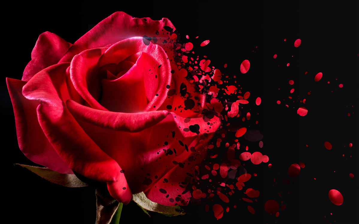 Фотошпалери червона троянда цвіте на чорному тлі