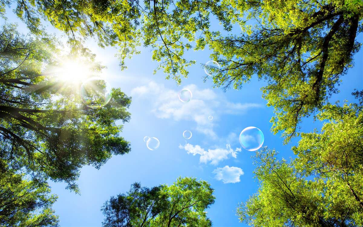 Фотошпалери зелений ліс осяяний яскравими променями сонця