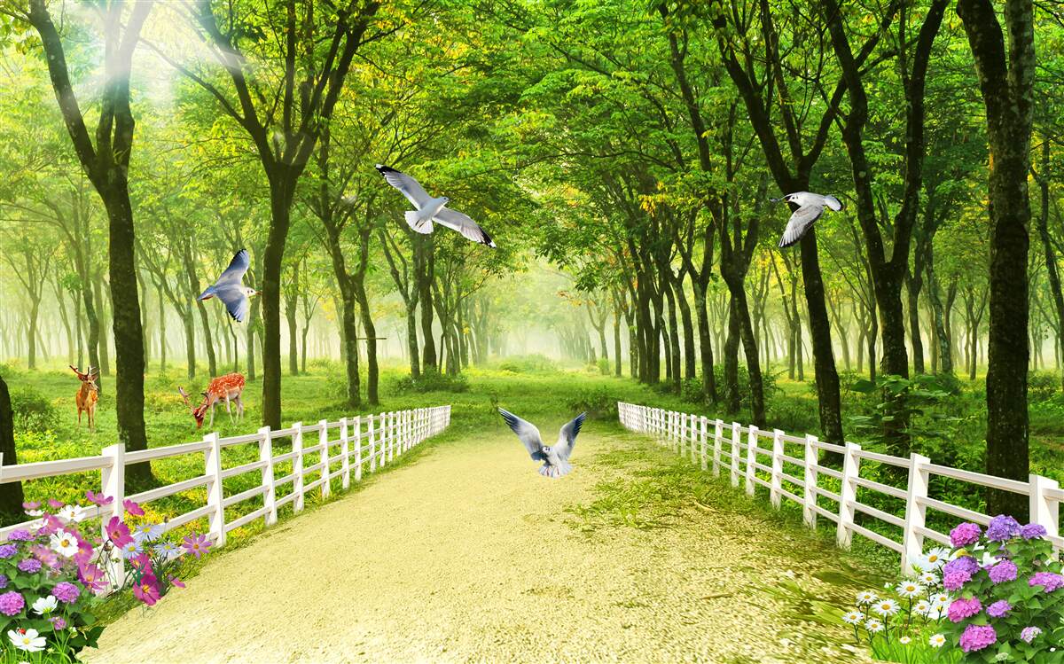 Фотошпалери у лісі голуби вітають теплі промені сонця