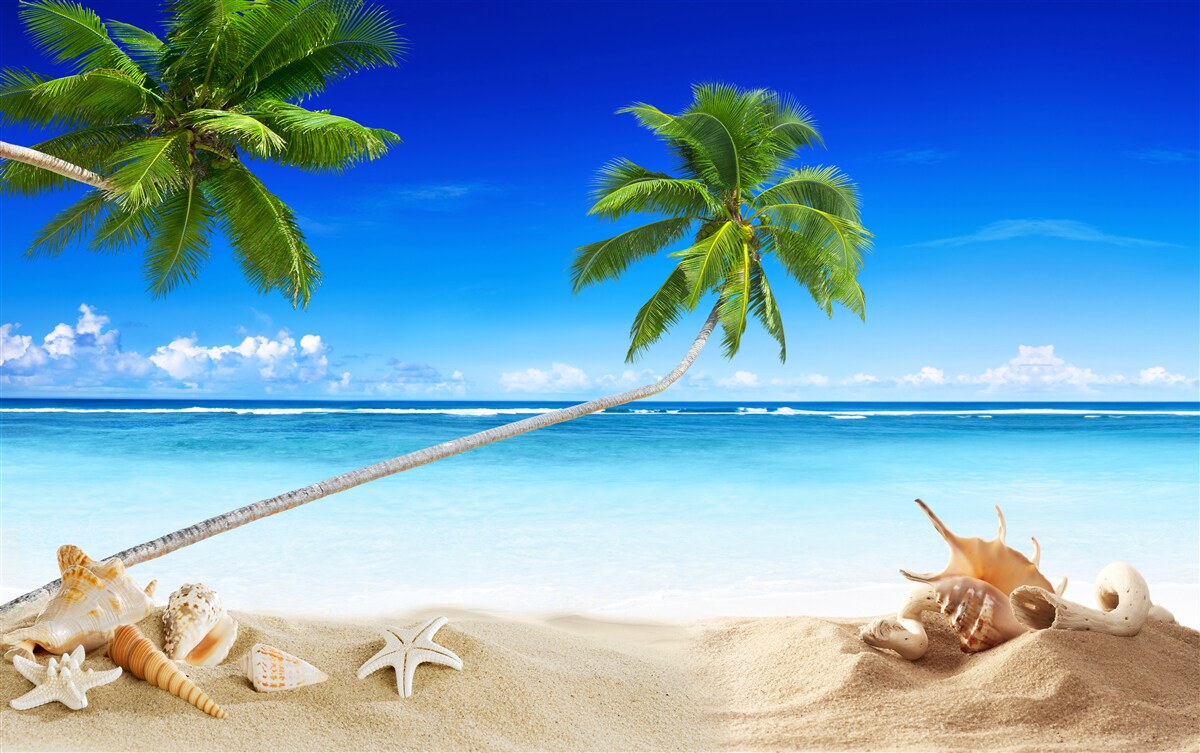 Фотошпалери тропічний пляж і пальми, де панує тиша