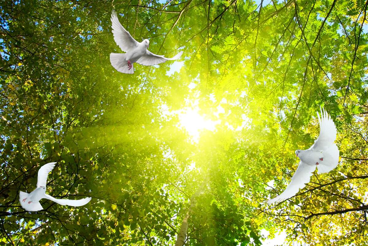 Фотошпалери птахи летять у глибині лісу