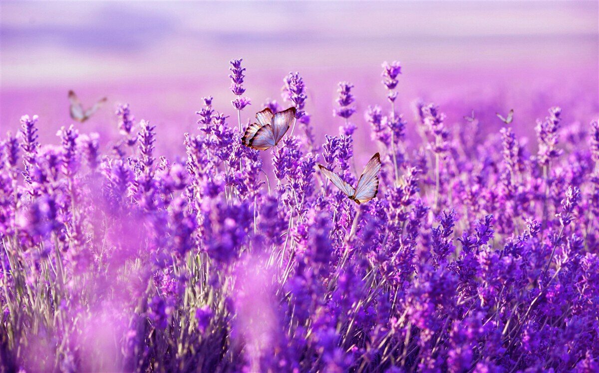 Фотошпалери лавандовий колір бузку та метелика