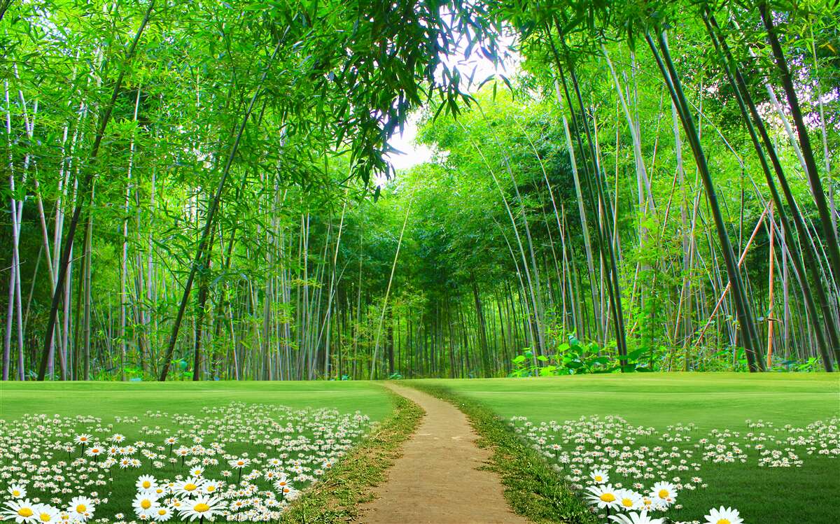 Фотошпалери поле, яке стає бамбуковим гаєм