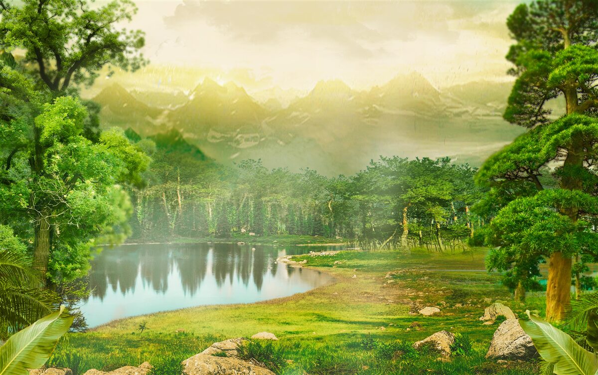 Фотошпалери зелений ліс вночі відчуває тепло сонця