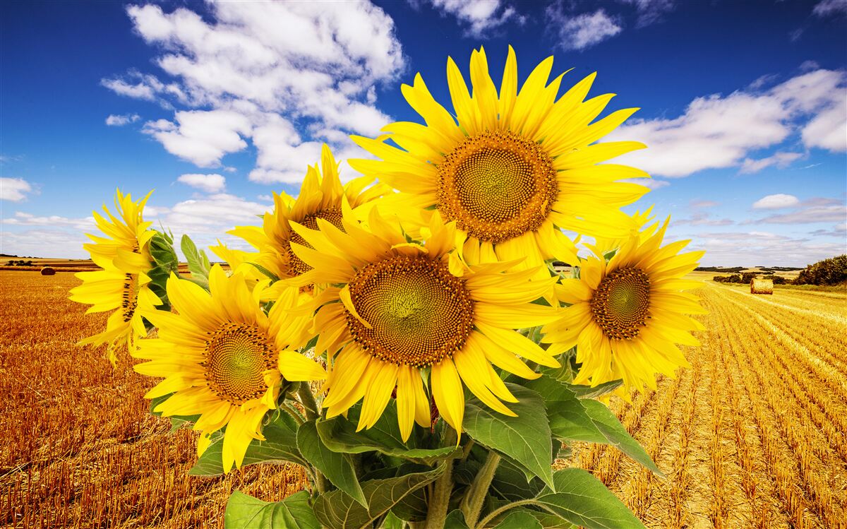 Фотошпалери на тлі неба і поля пшениці видніється букет соняшників