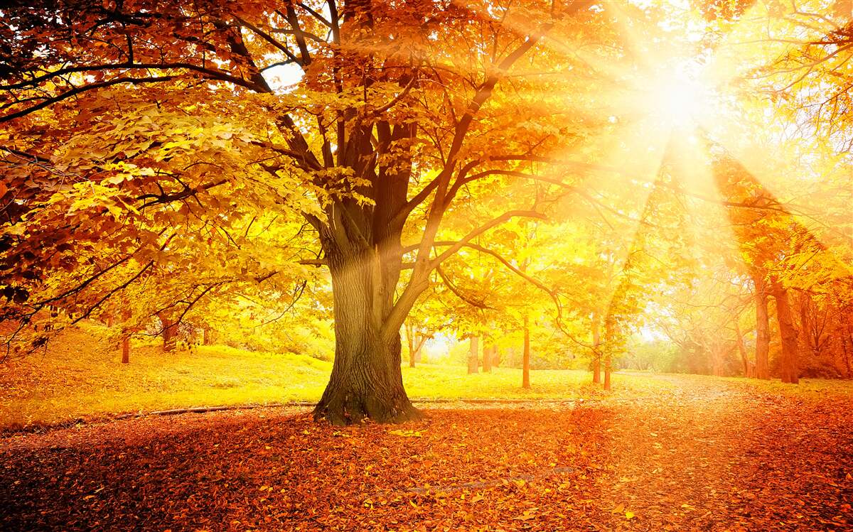 Фотошпалери яскраве світло сонця пробивається крізь осінню імлу лісу