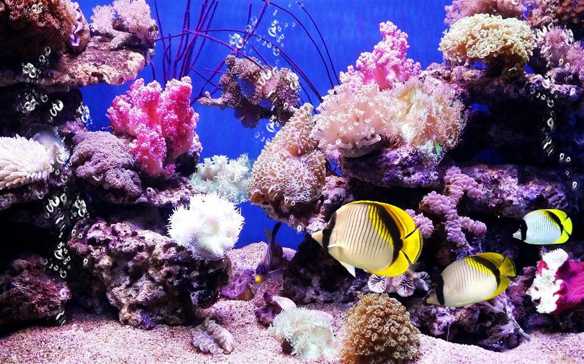 Фотошпалери Легенда про море